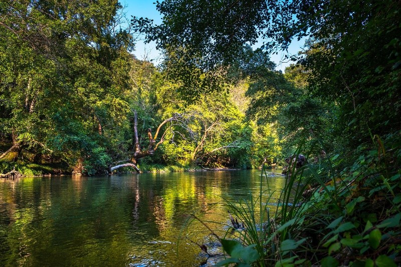 natura della foresta